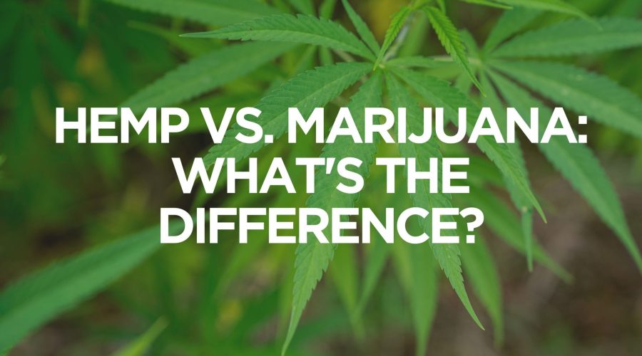 Hemp Vs. Marijuana: What’s The Difference?