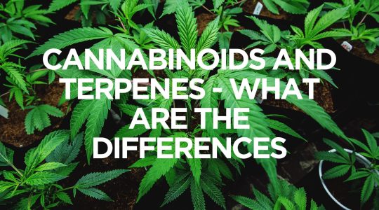 Cannabinoids and Terpenes – What are the Differences